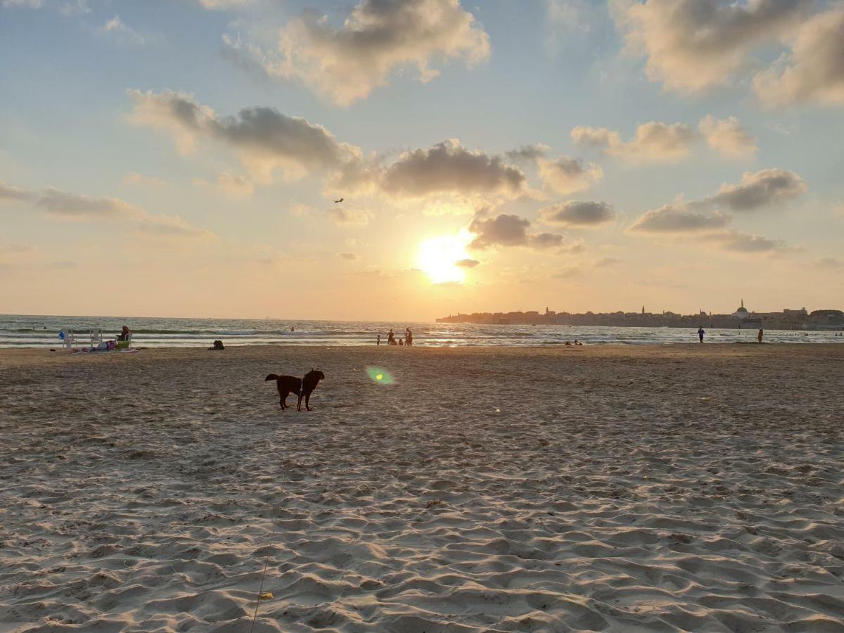 Beachfront Gallery アッコ エクステリア 写真